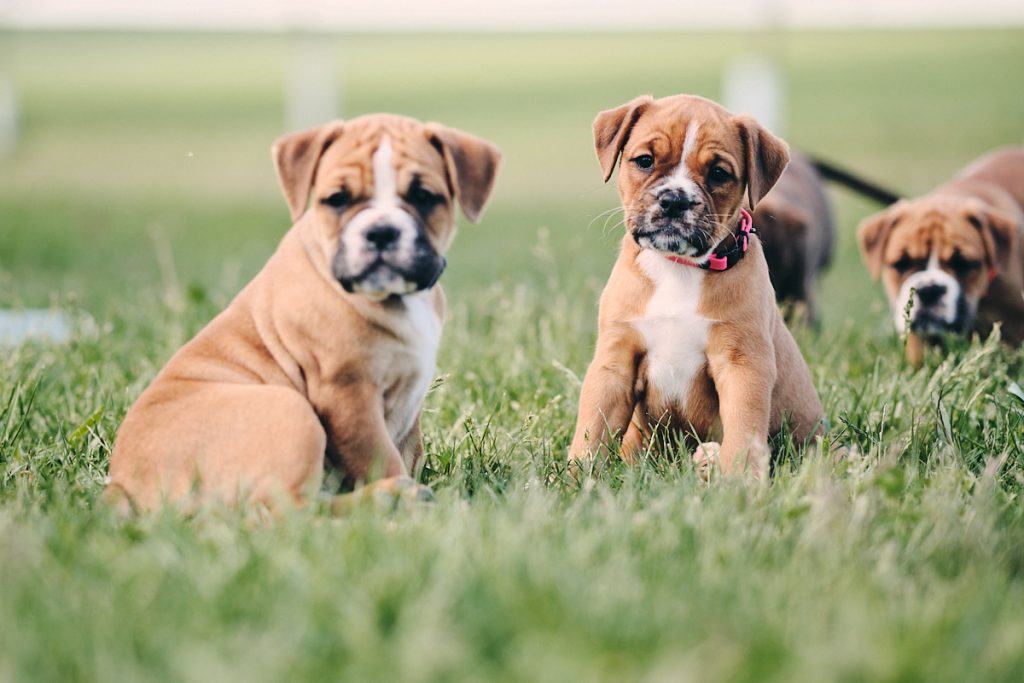 Puppies are 9 weeks old